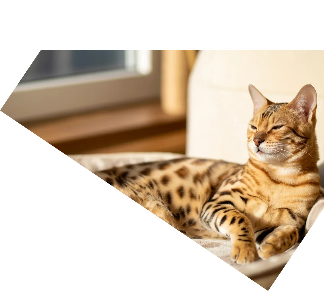 Кот